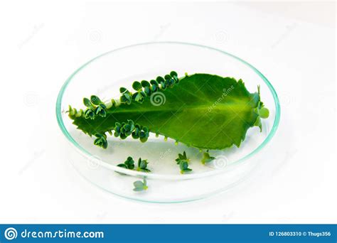 Reproductive Leaf Plants Growing On A Leaf Stock Photo Image Of