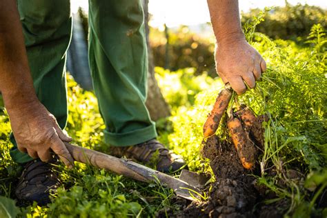 The Importance Of Organic And Alternative Farming Practices — Santos Organics