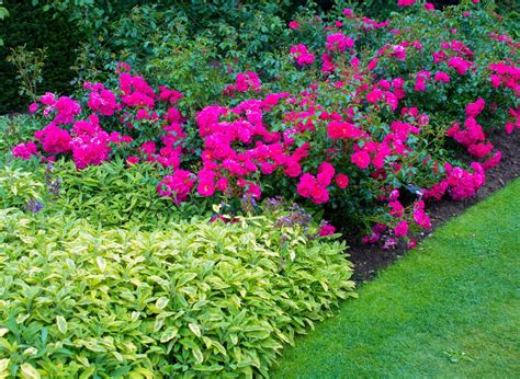 Najpiękniejsze Róże Ogrodowe Jakie Wybrać Odmiany I Jak Pielęgnować