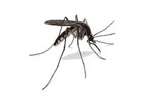 Gambar kartun nyamuk paling bagus. 6 Penyakit Akibat Gigitan Nyamuk, Gejala dan Penanganan ...
