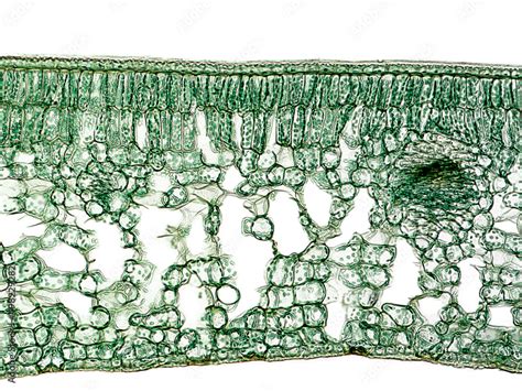 Chloroplasts Within The Plant Cells Cross Section Of A Camellia Leaf