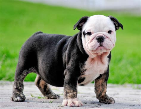 It is a cross between a english bulldog and pug. Miniature English Bulldog Info, Temperament, Puppies, Pictures