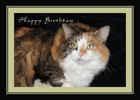 Birthday Card With Photo Of A Calico Cat By Rosie Cards © Birthday Card
