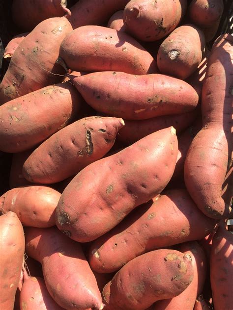 vegetable sweet potato umass center for agriculture food and the environment