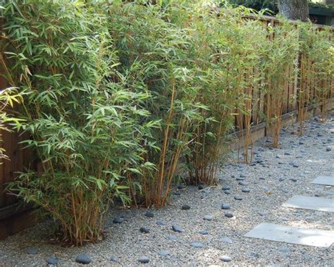 With various species of bamboo available worldwide, there is definitely one to suit with different weather conditions. 70 bamboo garden design ideas - how to create a picturesque landscape