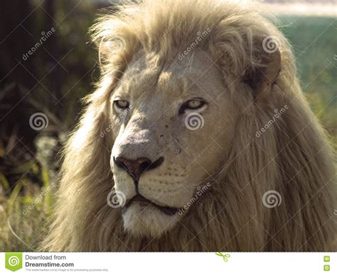Majestic Male Lion Royalty Free Stock Photos Image 5533618