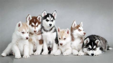 Siberian Husky Puppies Wallpaper My Doggy Rocks