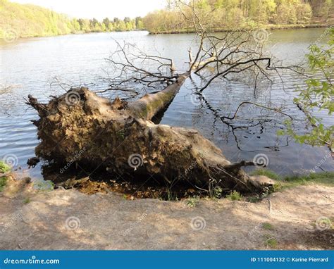 A Big Tree Trunk Fallen In The Water Stock Photo Image Of Natural