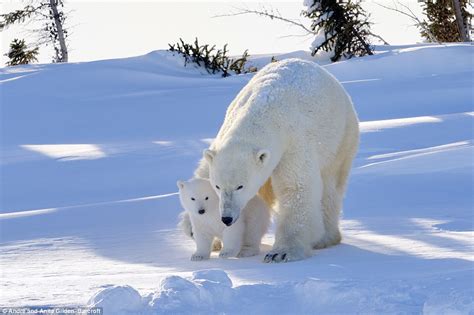 White Wolf Pictures Capture Moment Polar Bear Cub Ventures Out Of Its