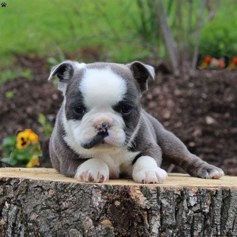 Belle - English Boston-Bulldog Puppy For Sale in Pennsylvania