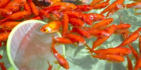 What Do Baby Goldfish Look Like Classified Mom