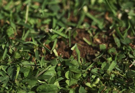 Maybe you would like to learn more about one of these? Planting Plants that Bug Bugs | Green Lawn Fertilizing