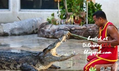 Maybe you would like to learn more about one of these? Gambar Saat-Saat Buaya Makan Orang | RaxterBlog