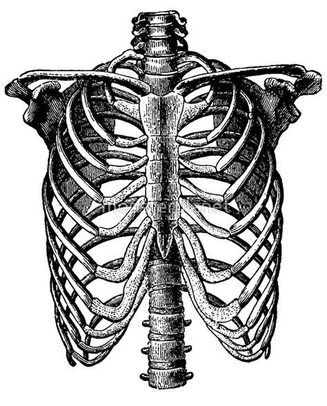 The ribs are a veritable collection of bone, muscle, and organs, most of which are fairly important for living and other useful functions. Human Rib Cage Drawing at GetDrawings | Free download