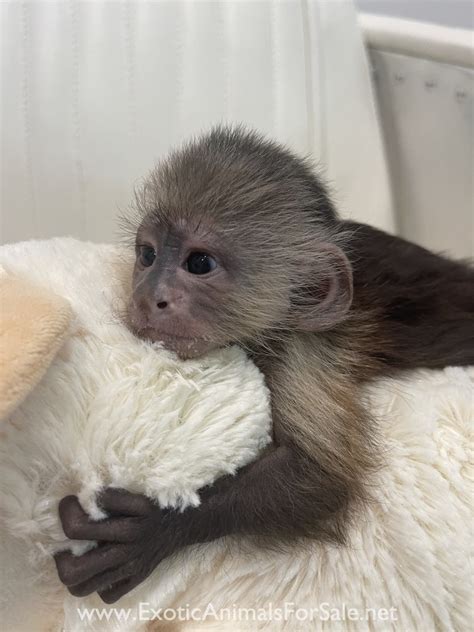 Capuchin Cute Lovely Capuchin Monkeys Exotic Animals For Sale Price