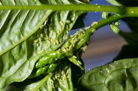 12 Common Pepper Plant Diseases And Pepper Problems