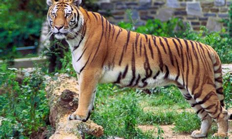Tiger Subspecies Potw