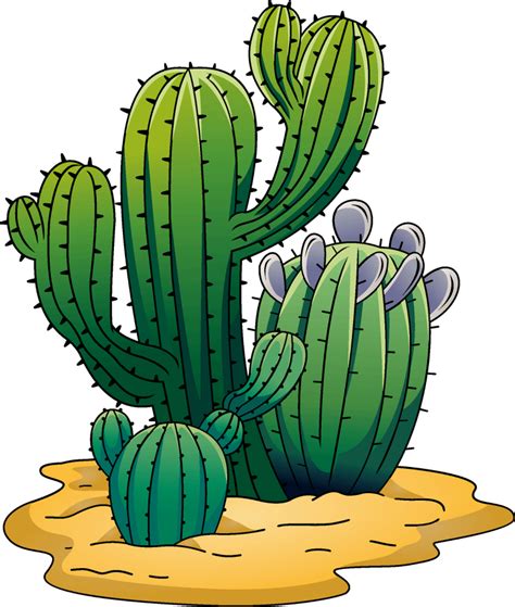 Cactus Design Illustration Transparent Png