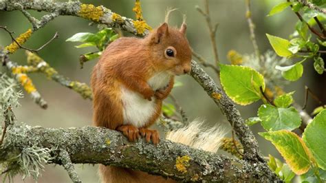 Red Squirrel On Tree Hd Wallpapers For Mobile Phones And