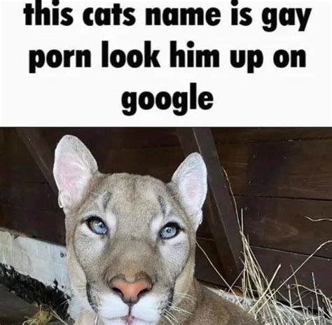 This Cats Name Is Gay P His Name Is X Look Him Up Know Your Meme