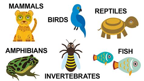 Basic Types Of Animals And Their Characteristics Yourdictionary