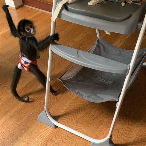 Spider Monkey For Sale - Adopt Spider Monkey - Spider Monkey