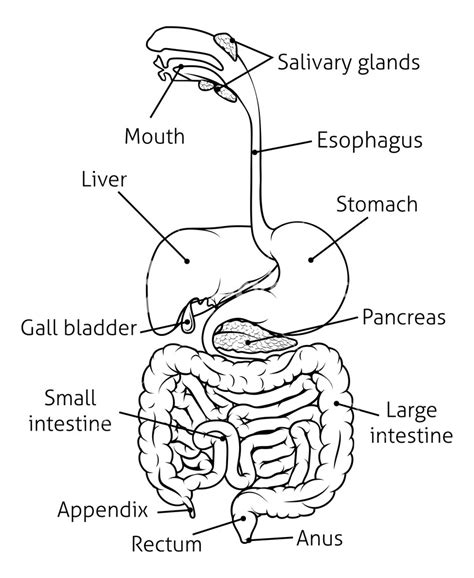 Human Digestive System Drawing At PaintingValley Com Explore