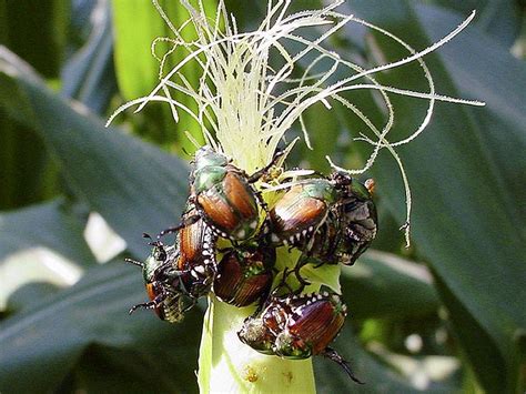 Vermont Garden Journal Japanese Beetle Grubs Vermont Public Radio