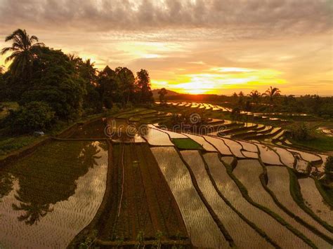 Beautiful Morning View Indonesia Panorama Landscape Paddy Fields With