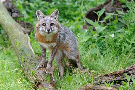 Grey Fox Facts History Useful Information And Amazing Pictures