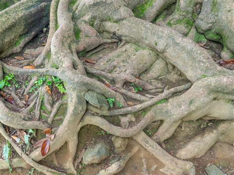 Premium Photo | A huge old tree with intertwining roots Powerful root