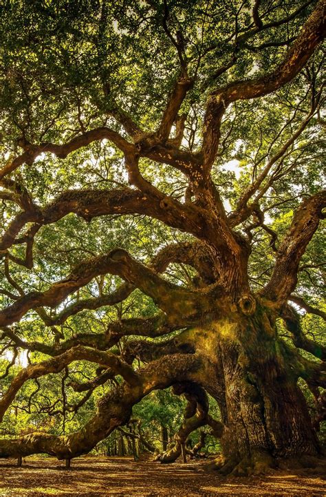 The angel oak is thought to be one of the oldest living things east of the mississippi river. Check Out The Most Majestically Trees In The World ...