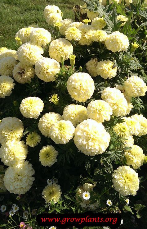 We did not find results for: Mexican marigold - How to grow & care