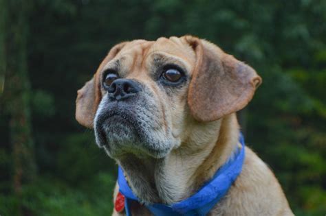 If the furry friends in your life need some help, take a look at our fundraising ideas for inspiration! Lost and Found Pets - Animal Friends, Inc.