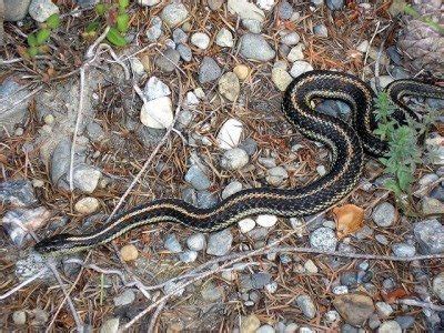 Check spelling or type a new query. Snake Friendly Garden: Attracting Snakes To The Garden