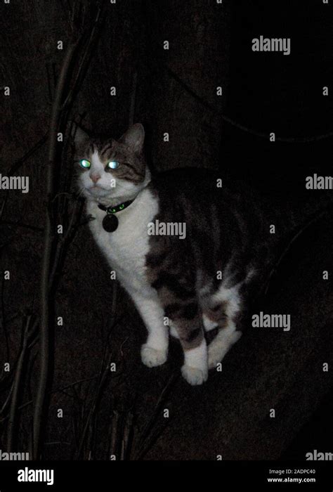 Domestic Cat Felis Silvestris Catus At Night The Eyes Of Cats Have A