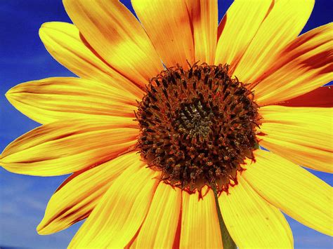 Sunflower 2 Photograph By Linda Weyers Fine Art America