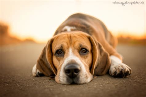 songtext zu „ich hasse kinder. Der Hund als Kinderersatz? | miDoggy Community