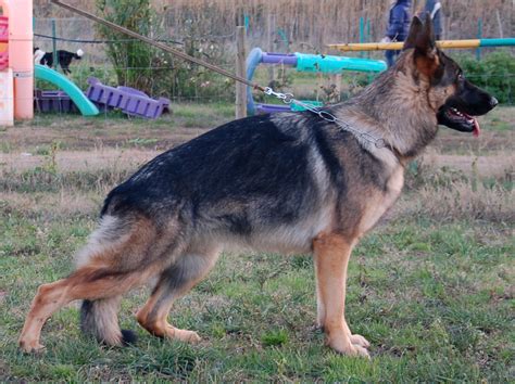 Personal groomer per pastore tedesco il tuo cane soffre di dolore quando cammina a causa di unghie troppo lunghe? Pastore Tedesco Quenda del Felciaio una splendida femmina ...