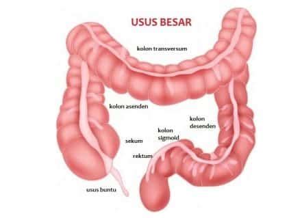Sifat pengemulsi semacam ini dimiliki oleh asam empedu. Usus Besar - Pengertian, Struktur, Fungsi, Gambar Dan Penyakit
