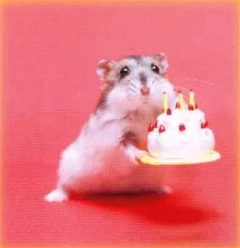 Birthday Hamster Blank Template Imgflip