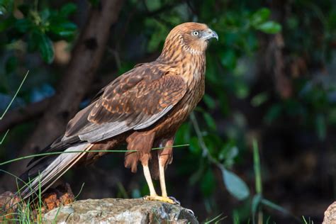 12 Different British Birds Of Prey Common And Rare Upgardener