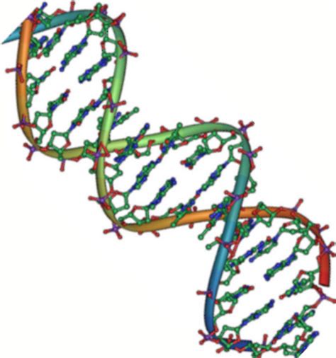 413 Structure Of Nucleic Acids Biology Libretexts