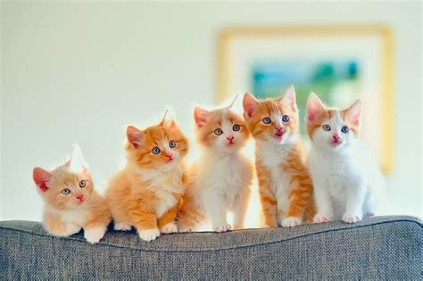 Group Of Cute Kittens Raww