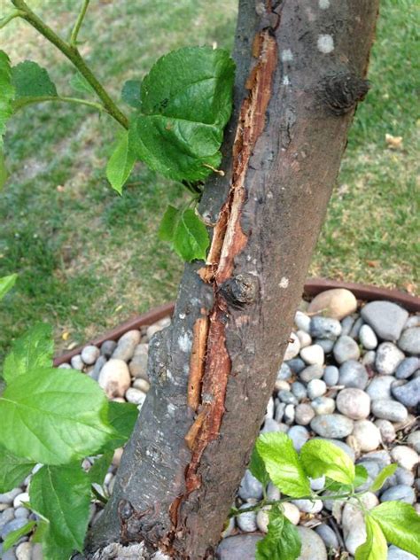 Apr 12, 2020 · grafting an apple tree involves combing the bottom rootstock of one tree to the scion of another. Forum: Apple Tree Disease