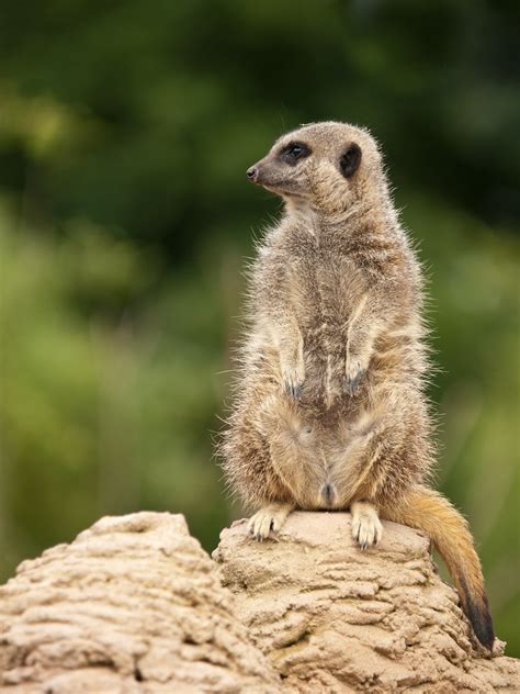 Meerkat Meerkat On The Lookout At Whipsnade Zoo Permission Flickr