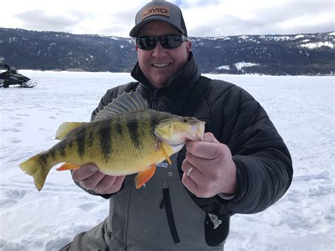 The Best Ice Fishing Lures For Catching Jumbo Perch Virtual Angling