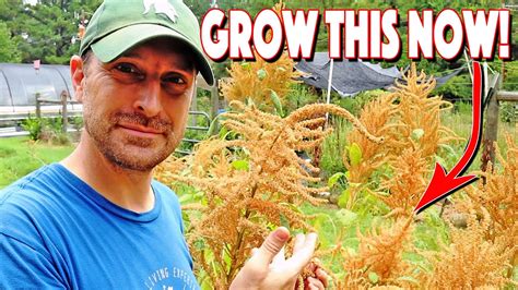 How To Grow Amaranth From Seed To Harvest You Must Grow This Youtube