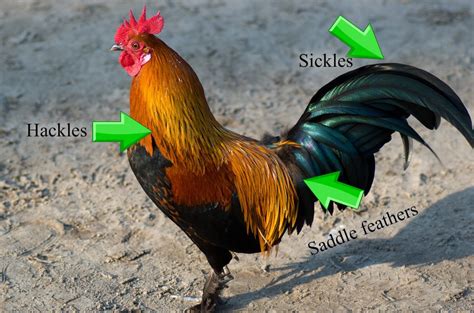Tips For Successfully Sexing Your Chicks Backyard Chickens Community