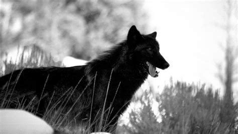 Image Black Wolf Background Wallpaper 1920x1080